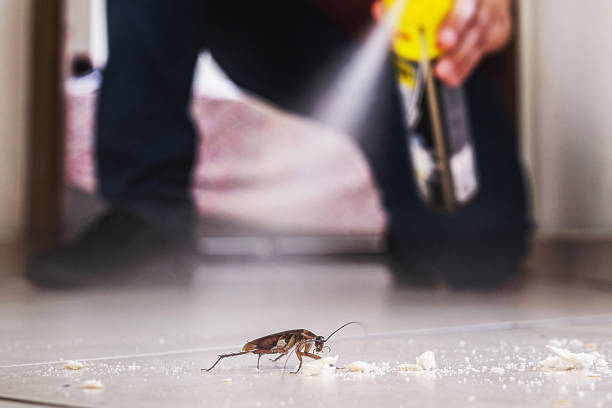 Best Wasp Removal Services  in Scenic Oaks, TX
